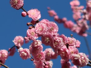 Prunus mume/ Japanese apricot/ ウメ 品種 未開紅