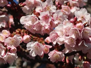 Cherry var. Atamizakura/ アタミザクラ