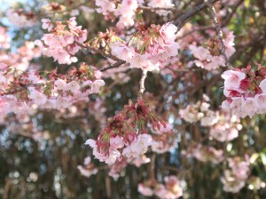 Cherry var. Atamizakura/ アタミザクラ