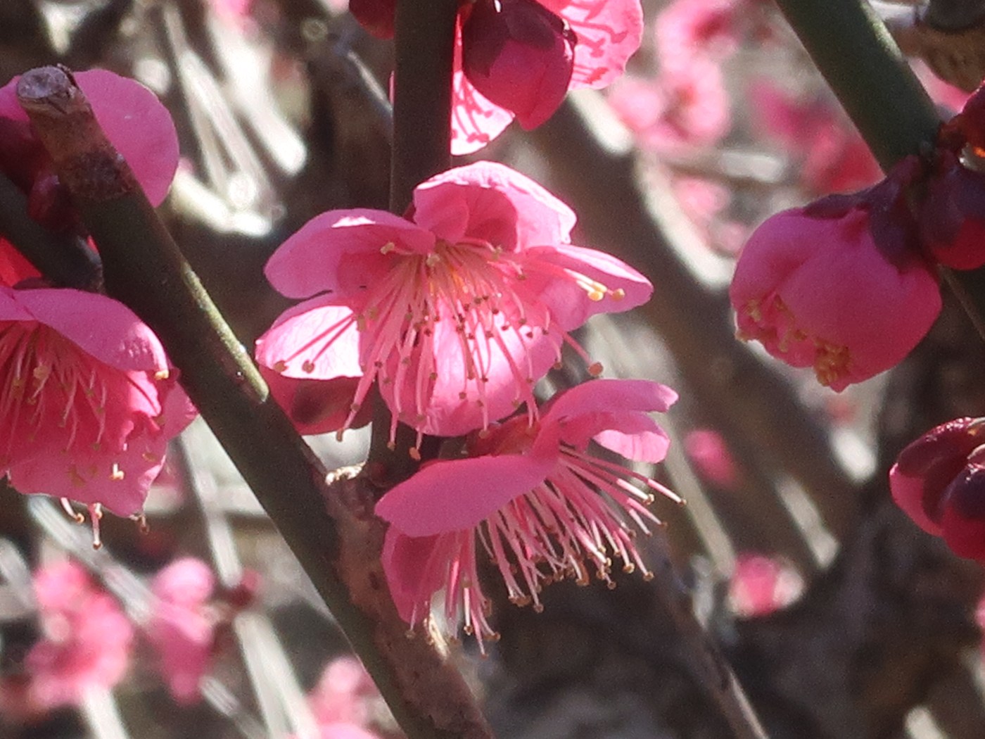 Prunus mume/ Japanese apricot/ ウメ 品種　大盃