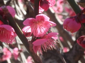 Prunus mume/ Japanese apricot/ ウメ 品種 大盃