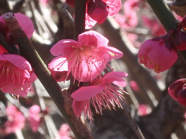 Prunus mume/ Japanese apricot/ ウメ 品種　大盃