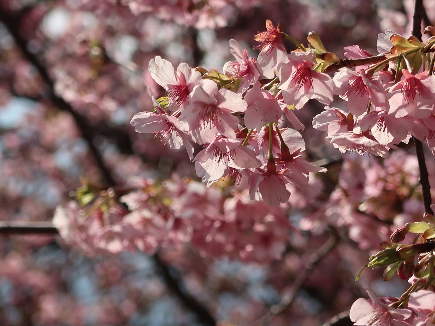 カワズザクラ/ Cherry var. Kawazu-zakura
