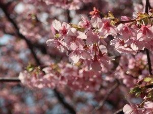 カワズザクラ/ Cherry var. Kawazu-zakura