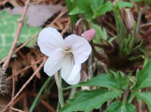 Viola eizanensis / エイザンスミレ