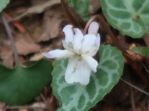 Viola tokubuchiana var. takedana/ ヒナスミレ