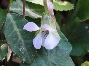 Viola hondonensis/ アオイスミレ